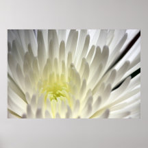White Mum on Canvas Print, Version C
