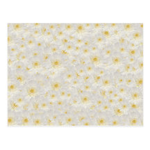 White Mums Post Card