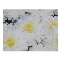 White Mums Postcard