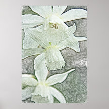 White narcissus canvas print