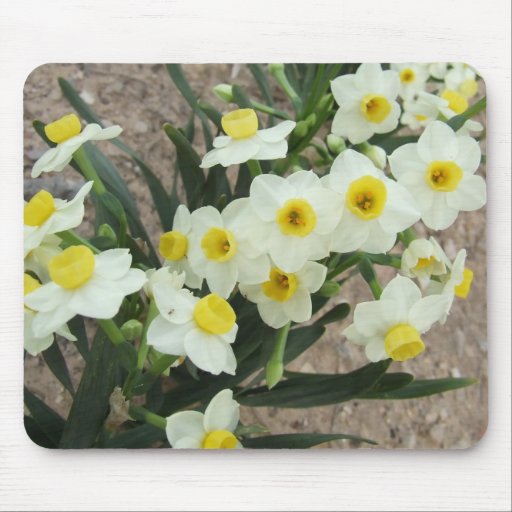 White Narcissus Flowers Mousepad