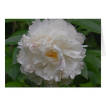 White on White Greeting Cards