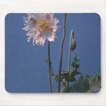 white Opium Poppy (Papaver Somniferum) flowers Mousepad