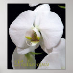 White Orchid Poster