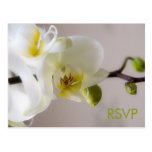 White Orchid • RSVP Postcard
