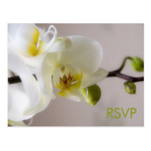 White Orchid • RSVP Postcard