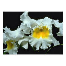 White Orchid With Yellow Throat flowers Announcements