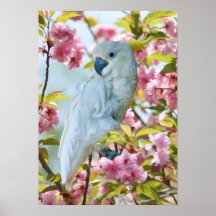 White Parrot in Crab Apple Tree Posters