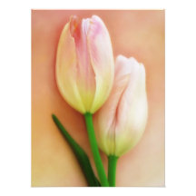 White, Peach, & Pink Tulips Background Customized Photograph