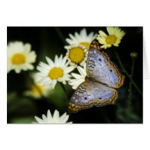 White Peacock Butterfly Greeting Cards