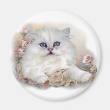 White Persian Kitten On Roses Magnets