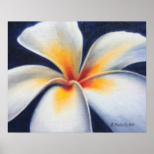 White Plumeria Art Poster Print