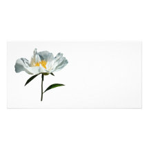 White Poppy Profile Photo Cards