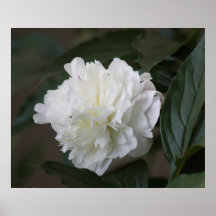 White Poster