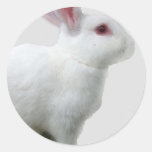 White Rabbit Round Stickers