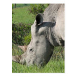 White Rhino Postcard