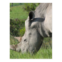 White Rhino Postcard