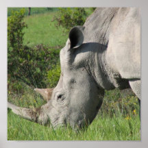 White Rhino Poster