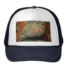 White rock shell (Thais orbita) Shell Mesh Hats