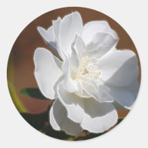 White Rose and meaning Round Stickers