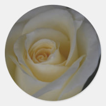 White Rose and meaning Sticker