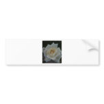 White Rose bumper stickers