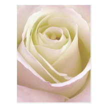 White Rose close up Postcard