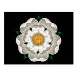 White Rose of York Postcard
