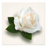 White Rose 'Pascali' Photo