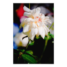 White rose photographic print