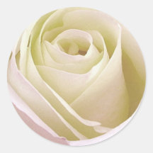 White Rose Sticker