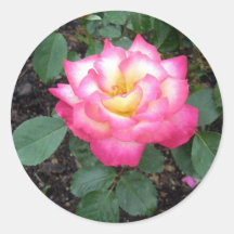White Rose with Pink Tipped Petals Round Stickers