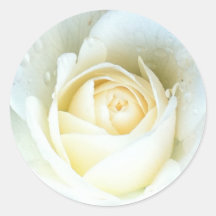 White Rose  with Raindrops Round Sticker