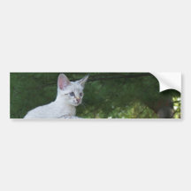 White Savannah Cat Background Bumper Sticker