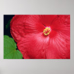 White Scarlet flowers Posters