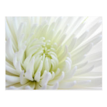 White Spidermum Flower Postcard
