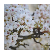 White Spring Flowering Tree Stretched Canvas Prints