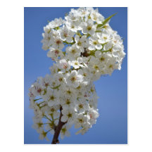 White Spring Flowering Tree Flowers Post Card