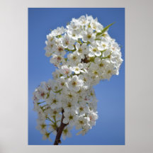 White Spring Flowering Tree Flowers Posters