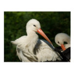 White Stork Post Card