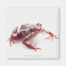 White-striped Poison Dart Frog 2 Refrigerator Magnet