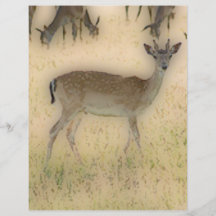 'White-tail Grazing' Flyer