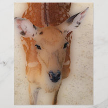 'White-tailed Deer Greeting' Flyer Design