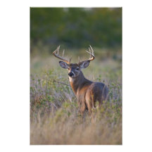 white-tailed deer Odocoileus virginianus) 2 Photo Print