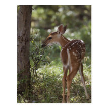 White-tailed Deer, Odocoileus virginianus, 2 Postcard