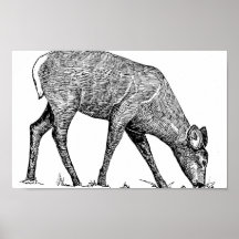 White-Tailed Deer Posters