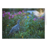 White-Tailed Ptarmigan Glacier National Park, Mont Greeting Cards