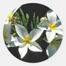 White Tropical Flowers With Yellow Centre flowers Sticker