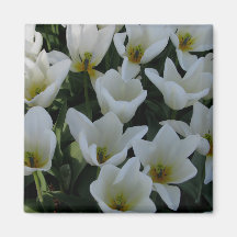 White Tulips Fridge Magnets
