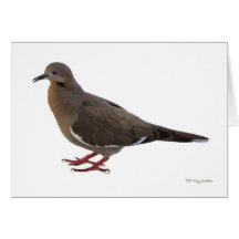 White Winged Dove Greeting Card